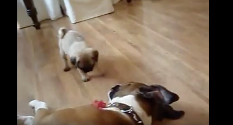 pug playing with a boxer