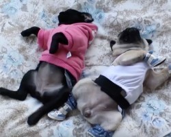 (VIDEO) Mom Dresses Up Her Pugs for a Fashion Show. How They React on the Job? Ha Ha!