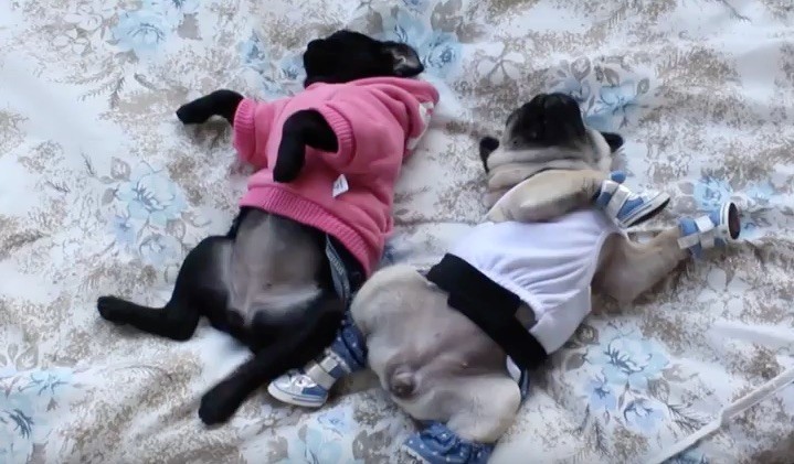 pug dress up