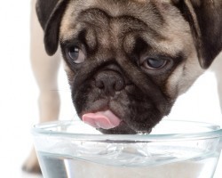 Uncovering the Truth as to Whether Your Dog Should be Drinking Ice Water and Ice Cubes