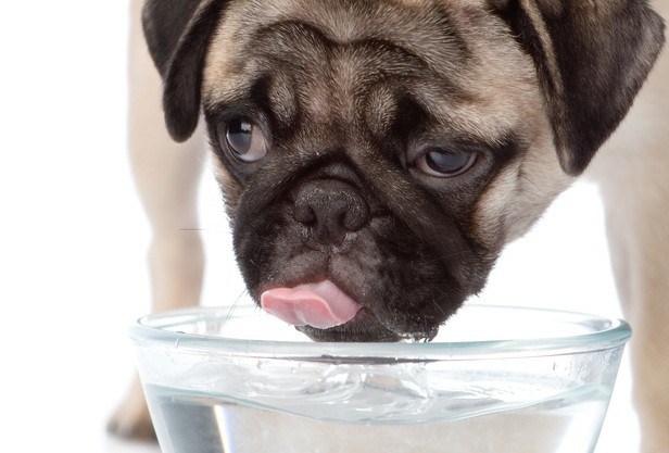 pug drinking water
