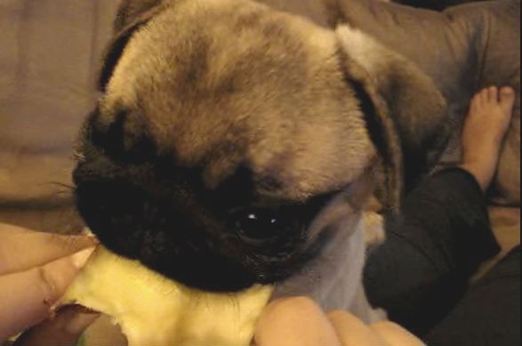 pug eating an apple