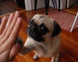 8 Pugs That Have Your Back No Matter What!
