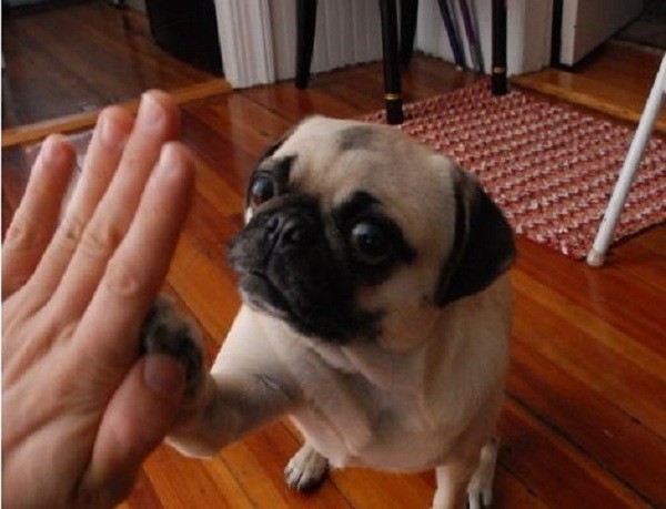 pug high five