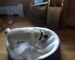 (VIDEO) Pug Has a Mild Temper Tantrum and Shows His Bed Who’s Boss! LOL!