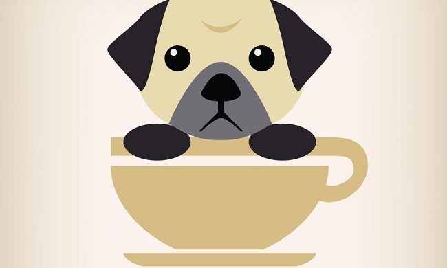 pug inside a coffee cup