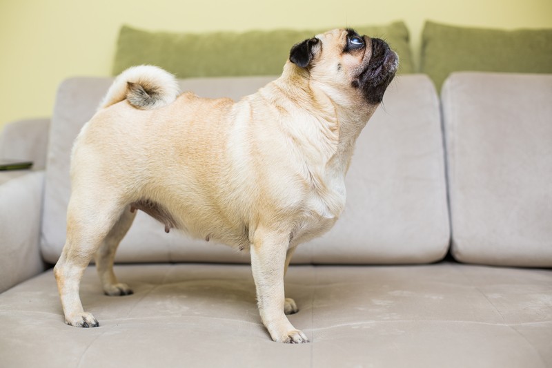 pug looking up at owner