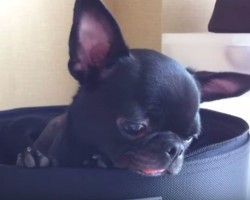 Ten Adorable Pug Cross-Breeds You’ve Never Heard Of. The Last One Will Melt Your Heart.