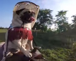 (VIDEO) Pug Takes a Ride… On a Horse?! OMG, This is Pretty Awesome.