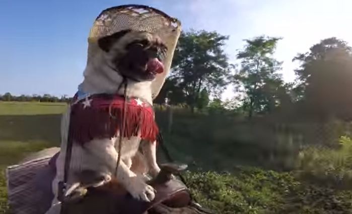 pug on a horse