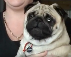 (VIDEO) Pug Throws a Fit Like You’ve Never Seen Before. When You Find Out Why? LOL!