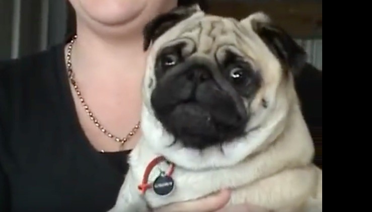 pug scream