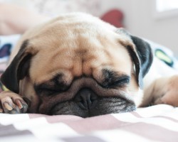 The Truth About Dogmares, What Your Dog Really Dreams About, and How to Get Him Through It…