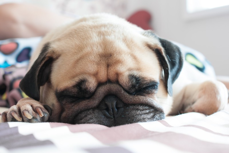 pug sleeping on bed