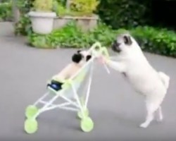 (VIDEO) Watch How a Pug Takes Her Baby Pugs for a Walk… In a Stroller!