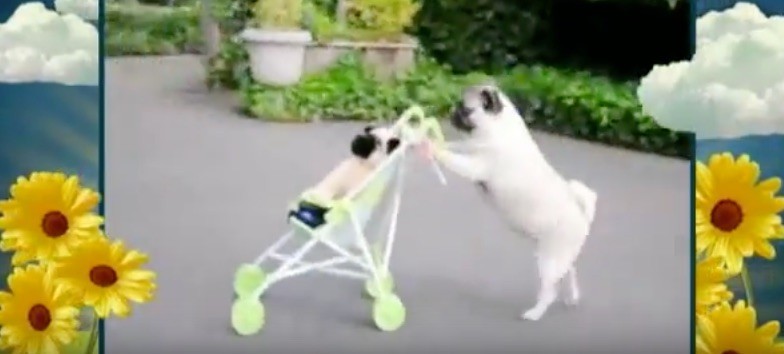 pug stroller