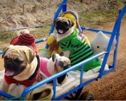 (VIDEO) After Seeing This Pug Train, I Think I Just Died a Little. It’s THAT Cute!