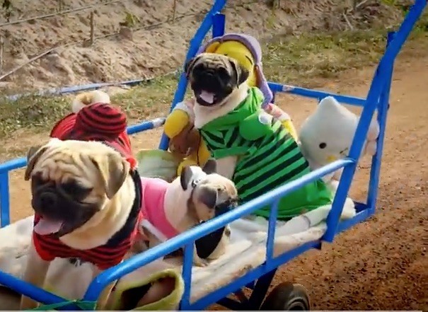 (VIDEO) After Seeing This Pug Train, I Think I Just Died a Little. It's