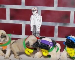 (VIDEO) When Shredder Comes Back From the Dead… It’s Time for These Turtle Pug Hybrids to Save the Day!