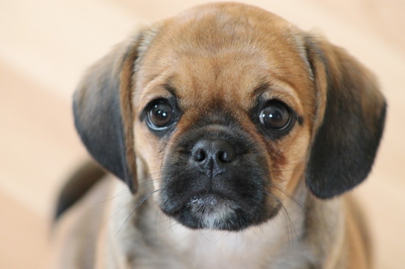 pugalier