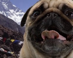 (VIDEO) Pug Tells You All About Himself by Talking and Sounding Like a Puglopedia… Listen and Learn! LOL!