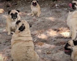 (VIDEO) HELP! These Pugs Are on the Loose. Watch and See How They Become Your Biggest Dogmare! LOL!