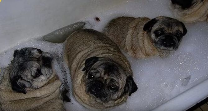 pugs in a tub