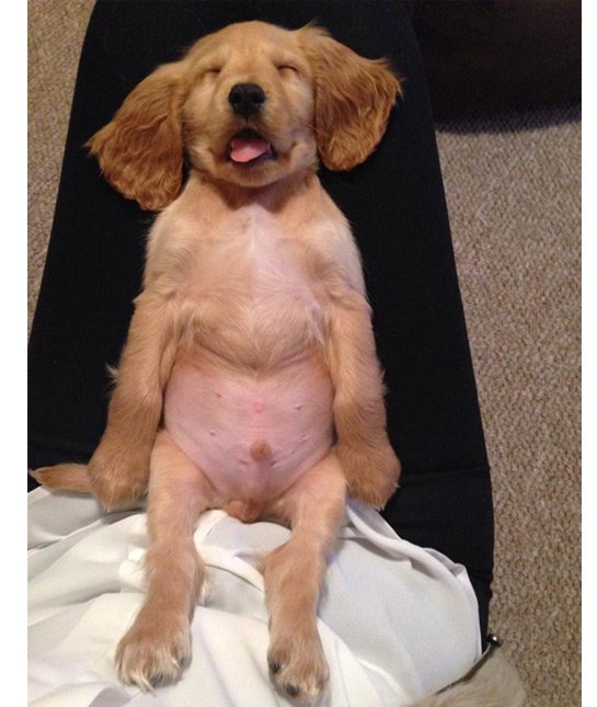 puppy dead to the world