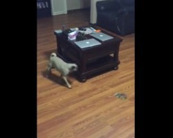 (VIDEO) Lazy Humans Find a VERY Lazy Way to Exercise Their Pug. Too Funny!