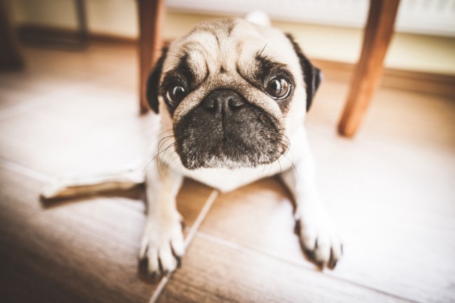 sad pug on the floor