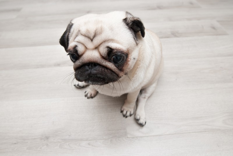 sad pug puppy