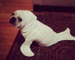 The Uncanny Resemblances Between a Pug and a Seal Will Make You Laugh Hysterically!