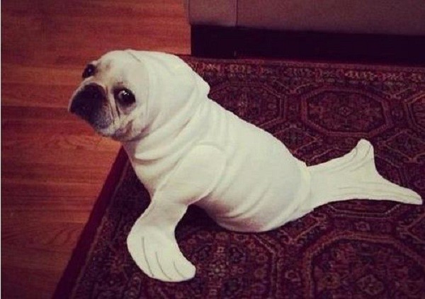 seal pug