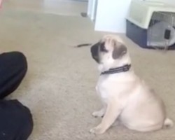 (VIDEO) 4-Month-Old Pug Puppy Eagerly Waits for His Commands. What He’s Trained to Do? What a Talented Little Puppy!