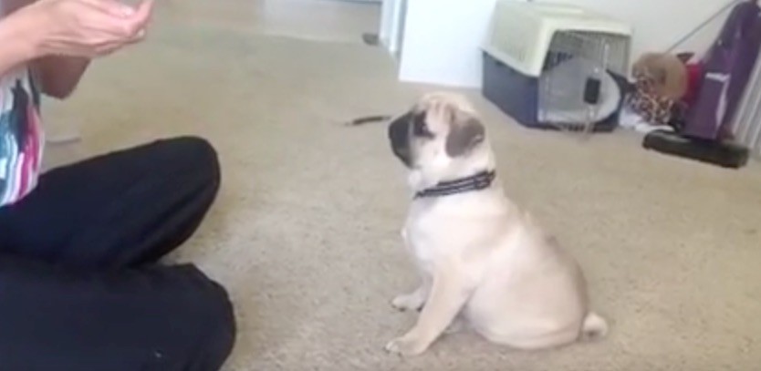 sitting pug