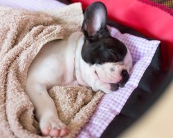 6 Dog Breeds That Are Ideal for Lazy People