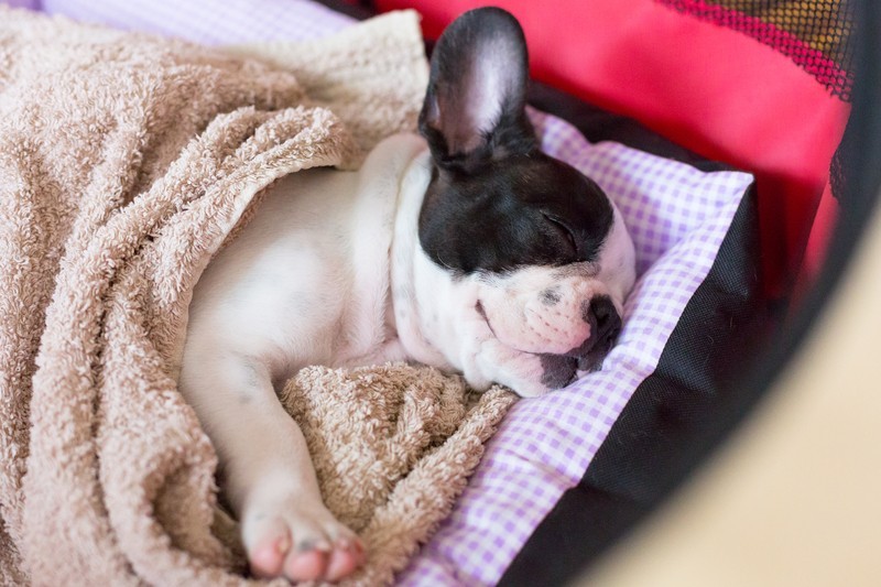 sleeping Frenchie