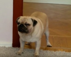 (VIDEO) Pug is Sleepwalking Around the House. How He Desperately Tries to Stay Awake? I’m Cracking Up!