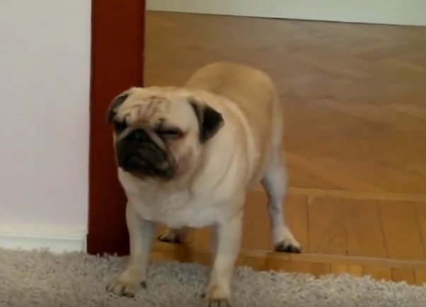 sleepwalking pug