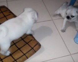 (VIDEO) These Tiny White Pug Puppies Will Make Your Day