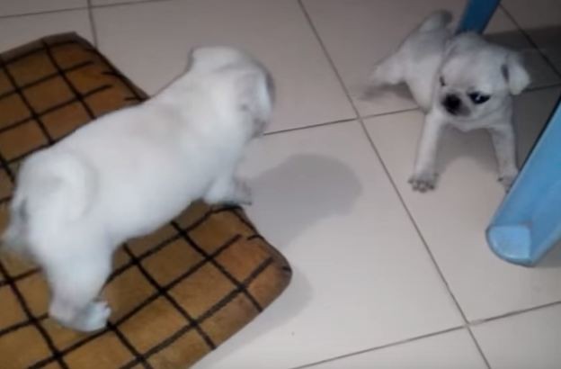 small white pug puppies