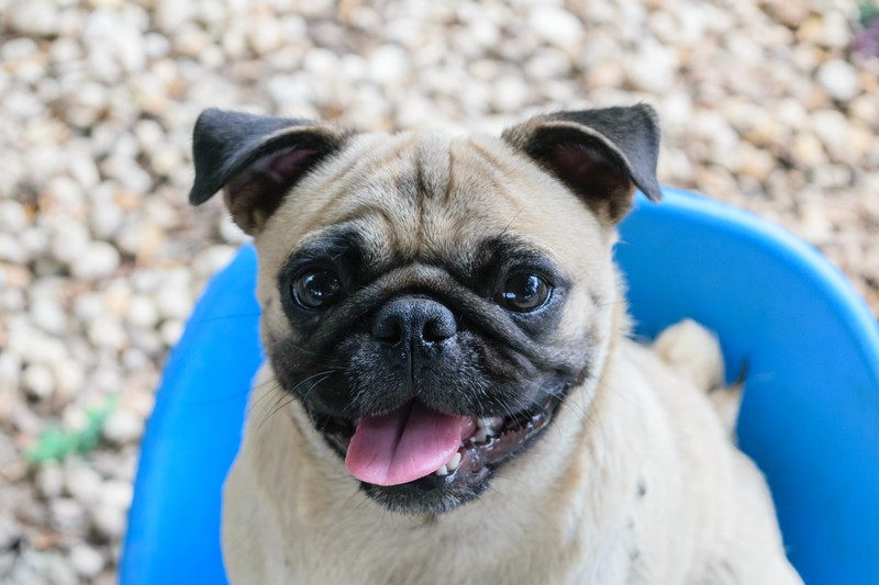 smiling pug with blue background