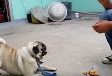 (VIDEO) Watch and Learn Some Easy Methods on How to Train Your Pug!