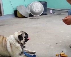 (VIDEO) Watch and Learn Some Easy Methods on How to Train Your Pug!