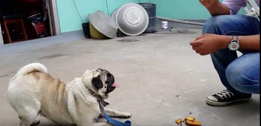 (VIDEO) Watch and Learn Some Easy Methods on How to Train Your Pug!