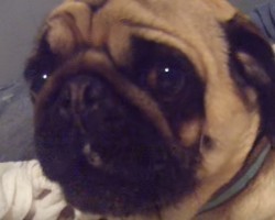 (VIDEO) Pug Parents Try to Take Away His Bone. How He Says NO WAY? I Can’t Stop Laughing!