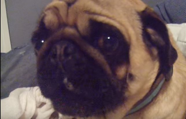 very upset pug
