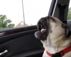 (VIDEO) Whiny Pug Knows Where He’s Headed… and isn’t too Excited About it! Ha ha!