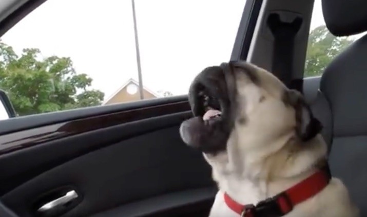 whiny pug