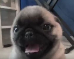 (VIDEO) Pug Puppy Totally Spazzes Out and Attacks Camera. This is Something You Can’t Miss!